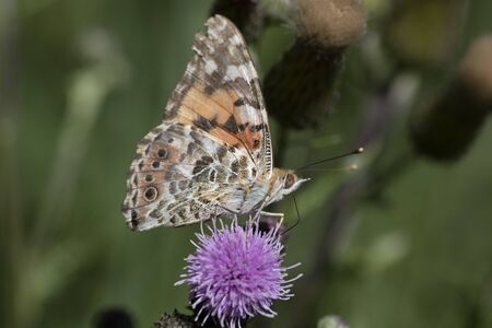 The thistle butterfly is a butterfly from the subfamily Nymphalinae or the family of the aurelias. In the Netherlands and Belgium, the thistle butterfly is primarily known as a migratory butterfly.の写真素材