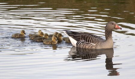 Attentive mother goose is followed by her young in the waterの写真素材