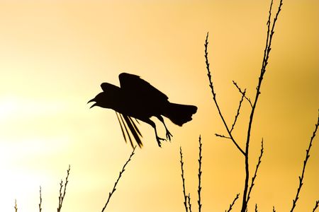 Scared crow flying silhouetteの写真素材