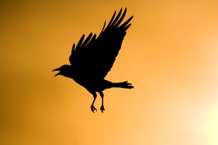Crow flying Silhouetteの写真素材