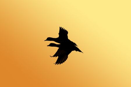 Flying ducks silhouetteの写真素材