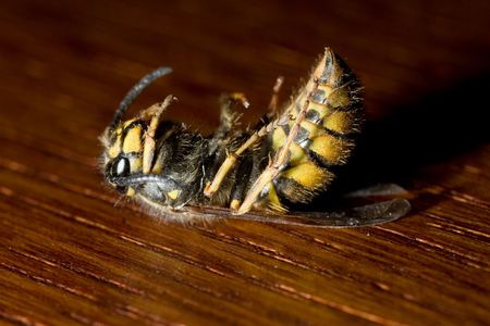 Dead wasp in a wooden backgroundの写真素材