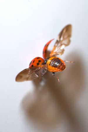 Ladybug hitting a white wall