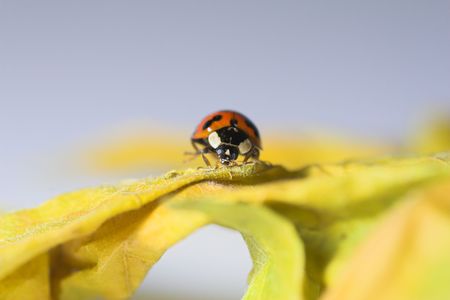Ladybug on a leaf staringの写真素材