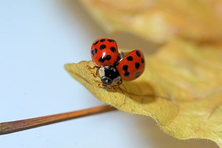 Ladybug on a leaf with its wings openの写真素材