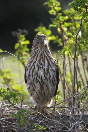Cooper's Hawk posing