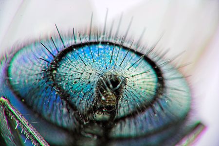 fly backの写真素材