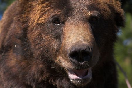 Brown bear smilingの写真素材