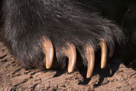 Bear clawの写真素材