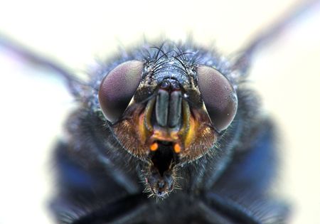 fly close-upの写真素材