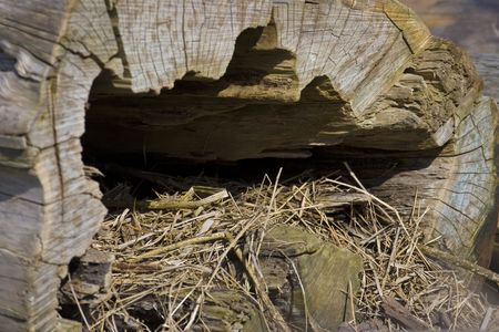 Old cut hollow trunk of a fallen tree with a nest の写真素材
