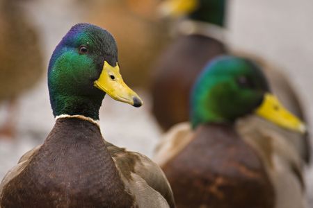 Mallard duck