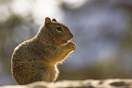 Eating squirrel