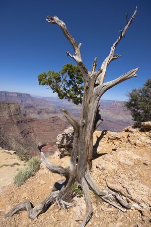 Old tree at the Grand Canyon National Parkの写真素材
