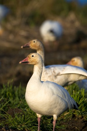 Snow geese (Chen caerulescens) on a field の写真素材