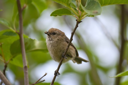 Bushtit perched on a tree branchの写真素材