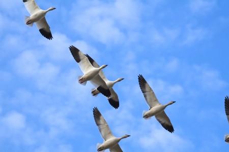 Flock of snow geese (Chen caerulescens) flying in a formationの写真素材