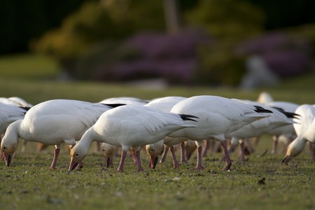 Snow geese (Chen caerulescens) feeding on a field