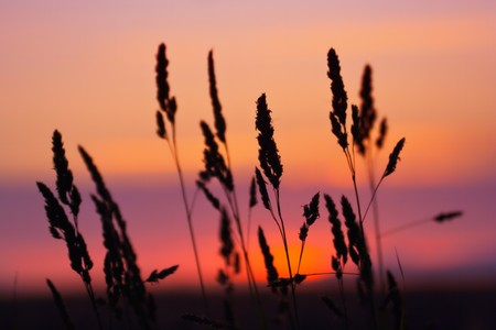Dusk grass silhouetteの写真素材