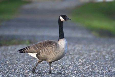 Canada goose on a pathの写真素材