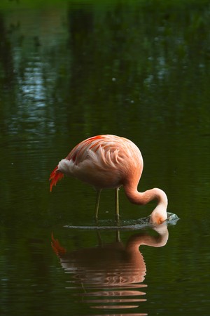 Chilean Flamingo (Phoenicopterus chilensis)の写真素材