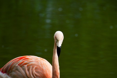 Chilean Flamingo (Phoenicopterus chilensis)の写真素材