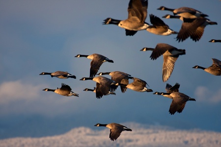 Flock of geese flying の写真素材