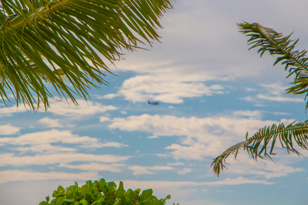 A tiny seaplane visible through a canopy of coconut treesの写真素材