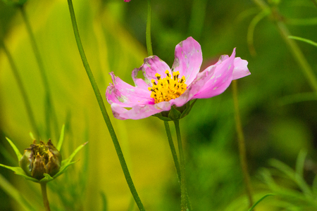 Cosmos bipinnatus, a pink flower against green backgroundの写真素材