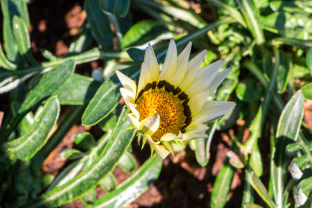 Gazania rigens - the flower petals are shaped like a cup as sunlight falls in the middleの写真素材