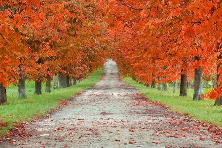 Autumn boulevardの写真素材