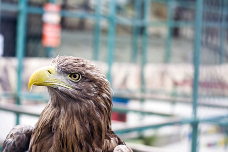 bird