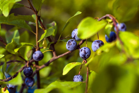 Blackthornの写真素材