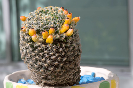 Close up of cactus with fruits.の写真素材
