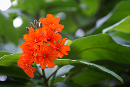 Red flowers on green background.の写真素材