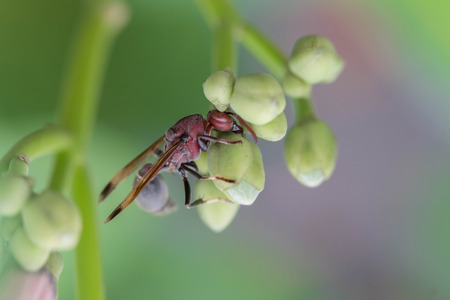 Hornet on flower, eating honey.