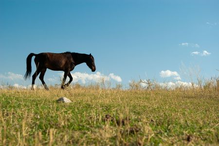 Brown horse walking in the meadowsの写真素材