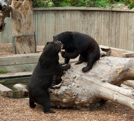 Two brown bears playing in the zooの写真素材