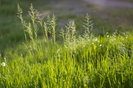 Young green grass in the sunset lightの写真素材