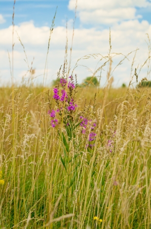 Pink flowers in the field of spickeletsの写真素材
