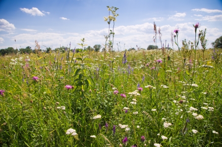 Summer blooming meadows under the blue skyの写真素材