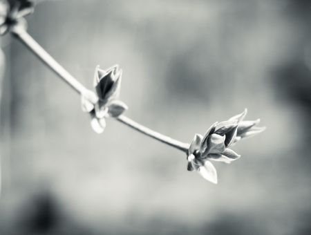 Leaf buds unfolding in early spring, black and whiteの写真素材