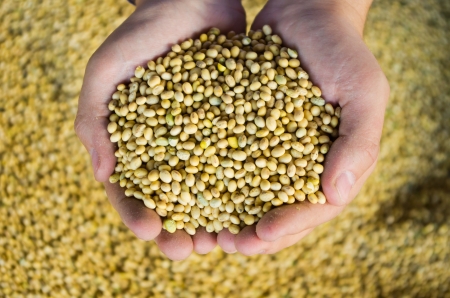 Closeup of hands holding fresh soy beansの写真素材