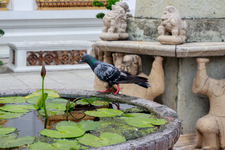 Pigeon Drinking Water Pigeon Drinking Water