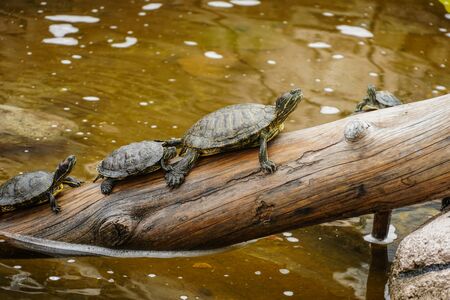 The caretta turtles in the poolのeditorial素材