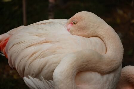 The flamingo resting on its trunkのeditorial素材