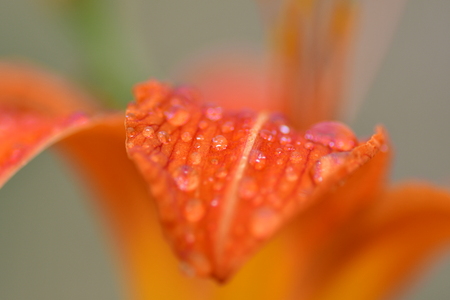 orange flower with rainの写真素材
