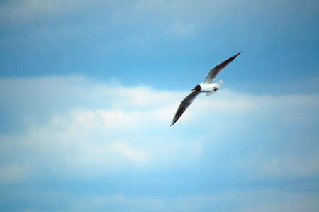 Gull spread wings flying in the blue skyの写真素材