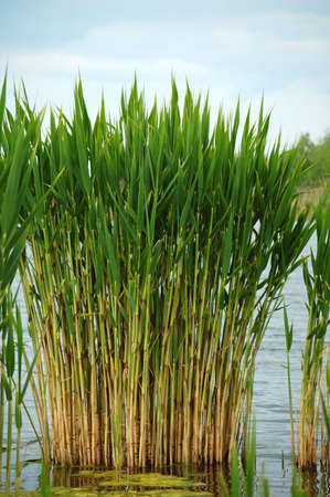 Bush of rush on the slow flow river bankの写真素材