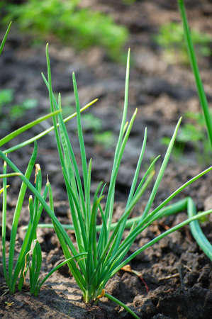 Bush of spring onions on the groundの写真素材
